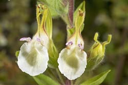 teucrium flavum thumbnail graphic